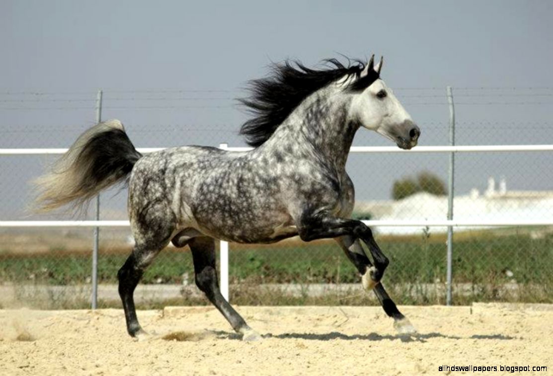 Dapple Grey Andalusian Horse