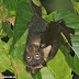 Alerta Urgente: Morcegos com Raiva no Bairro Cidade Nova II
