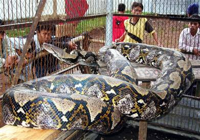 Liberated Minds: World's Largest Reticulated Python Snake, Indonesia