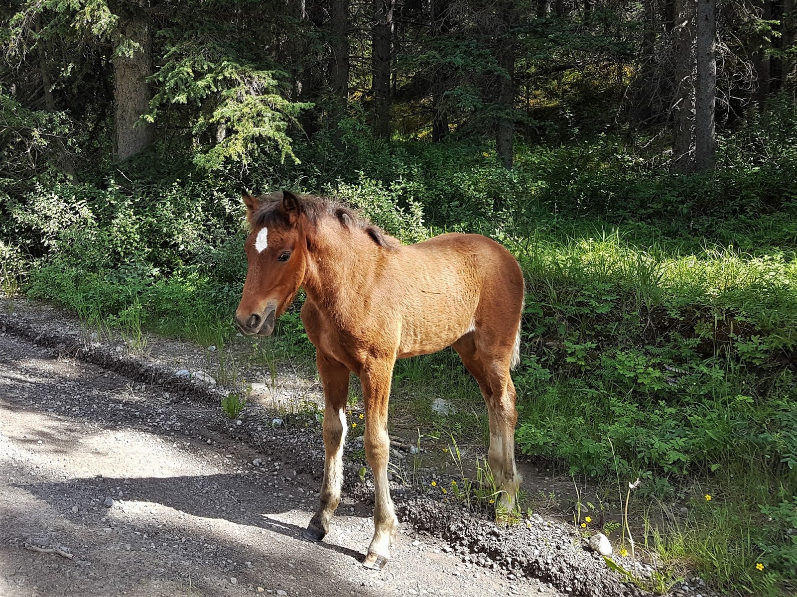 Wild horse essays 07 image