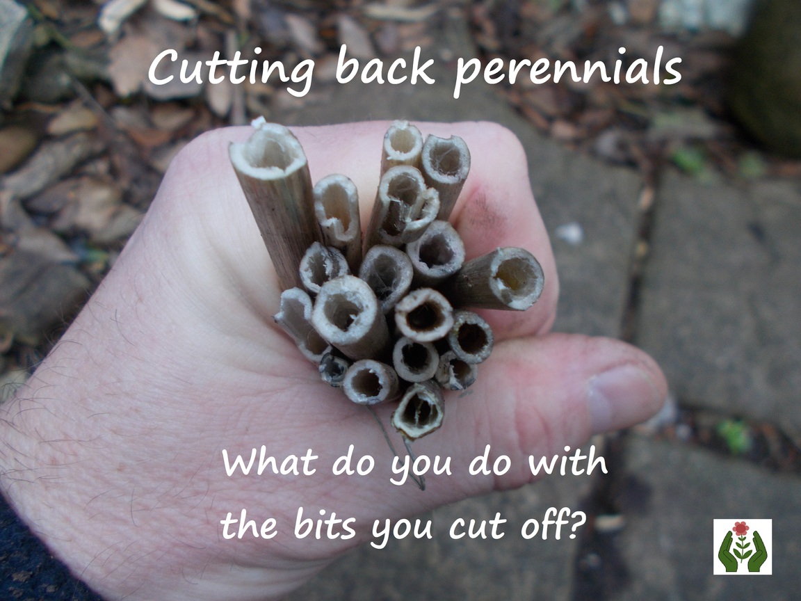 The Green Fingered Blog Cutting back perennials what do you do with