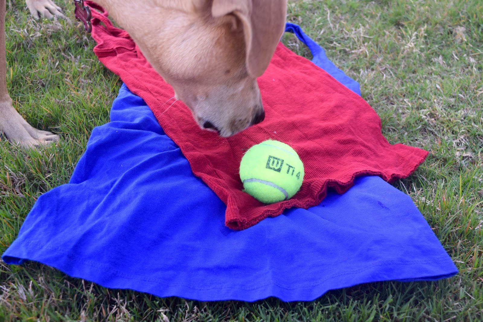 DIY TShirt Dog Toy For Summer With My Best Girl Anchors Aweigh