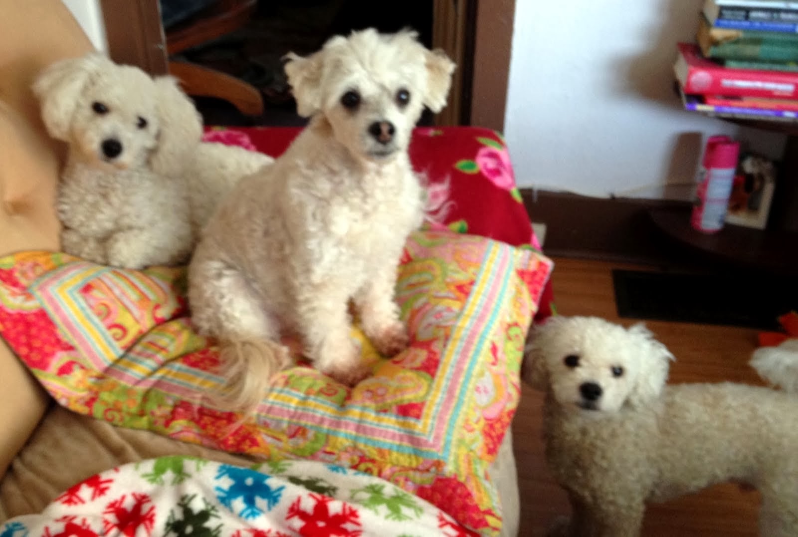 Me and my dogs in Halifax, Nova Scotia The 3 best little dogs ever