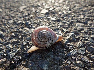 The Snail I Barely Missed