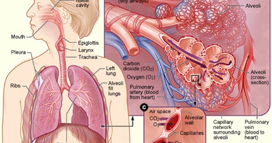 Science and Technology Center : Introduction to The Respiratory System