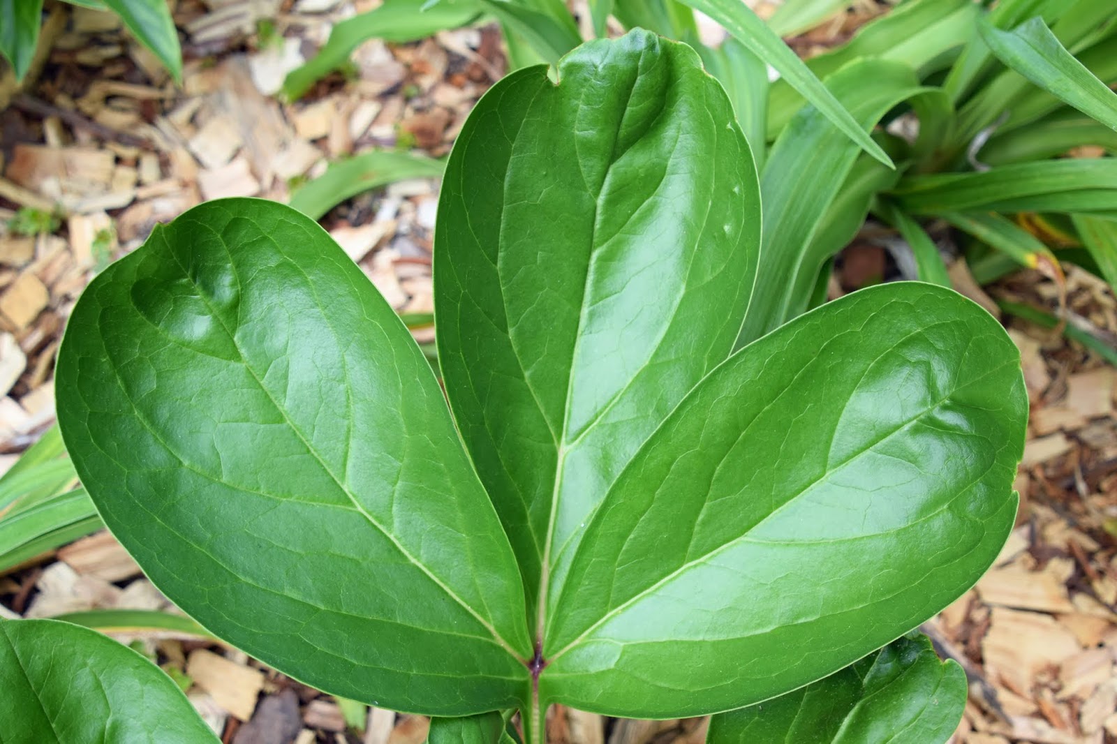 Southern Peony 2020 Giant Leaves on Herbaceous Peony 'Juliska'!!