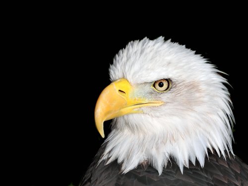 eagle clip art high resolution - photo #9