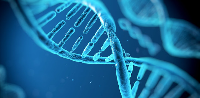 Acidos nucleicos, ADN y biologia