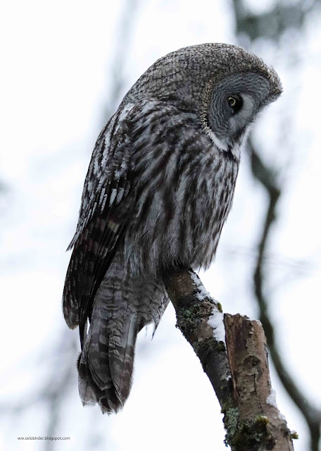 A new Great Grey great%2Bgrey%2Bowl%2BIMG 0865%2Bcopy