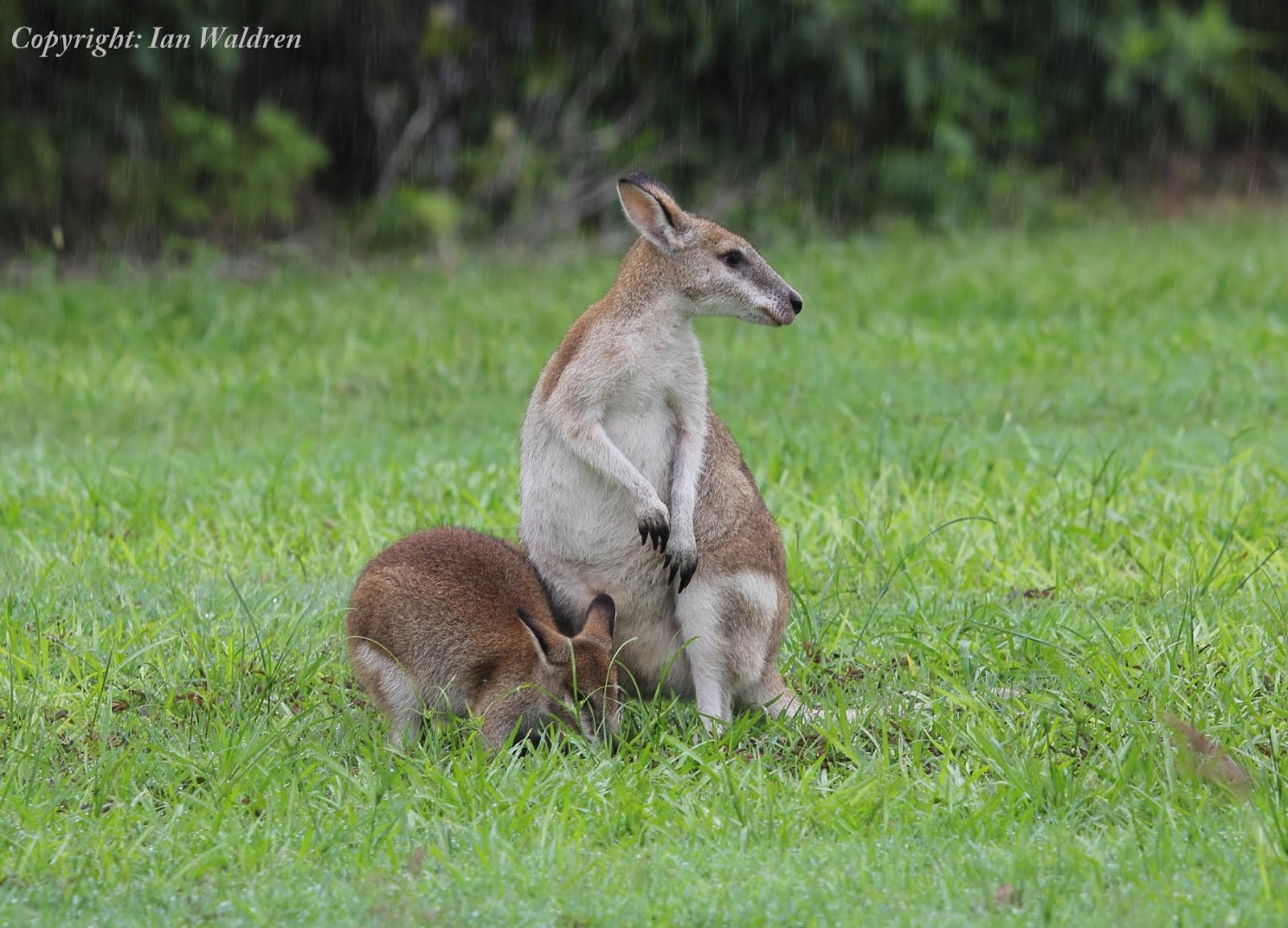 WILD TROPICAL QUEENSLAND: Mammals