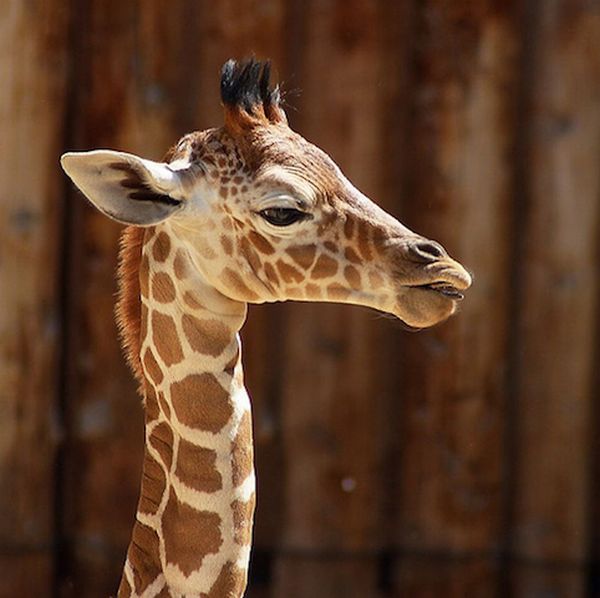 Muthu: Cute baby giraffes