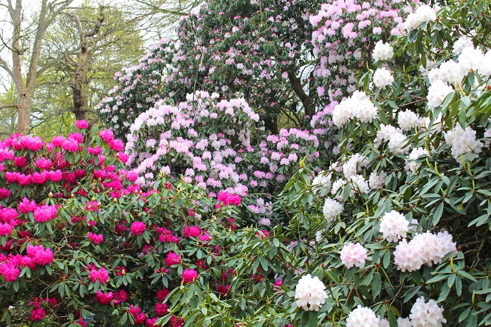 Rhododendron at Kew Gardens in Spring - London lifestyle blog