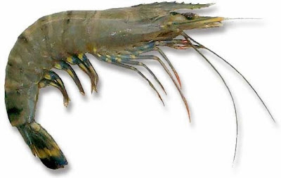 Tips Memilih Udang Segar Tips Memilih Udang Segar