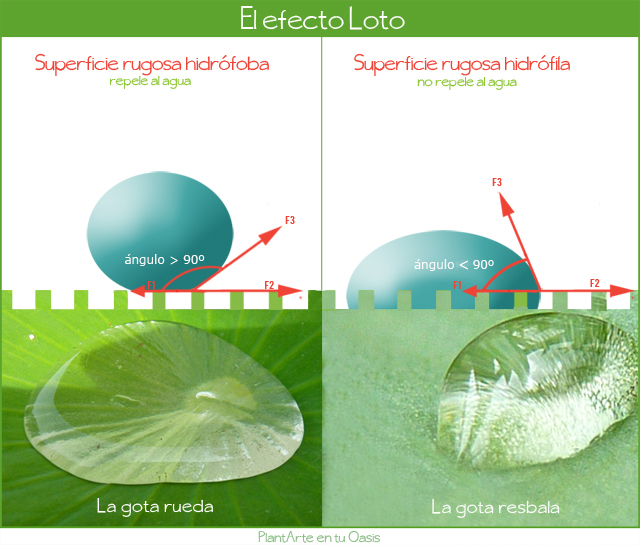 PlantArte en tu Oasis. Paisajismo y naturaleza para todos. El efecto