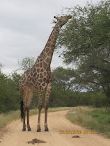 Giraffe feeding, near Skukuza Camp, Kruger National Park, South Africa