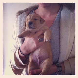 What do I need to do before the puppy arrives? What do I need to do before the puppy arrives?