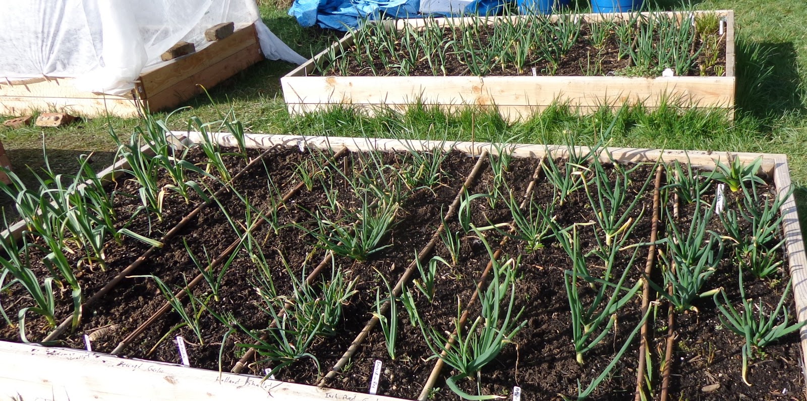 Daniel's Pacific NW Garden March 2013