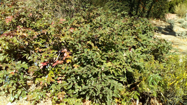 Mahonia o uvas de Oregón (Mahonia aquifolium (Pursh) Nutt.).