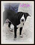 11/25/11 Dogs Needing Homes Rural GA Shelter. NO PUBLIC ADOPTION