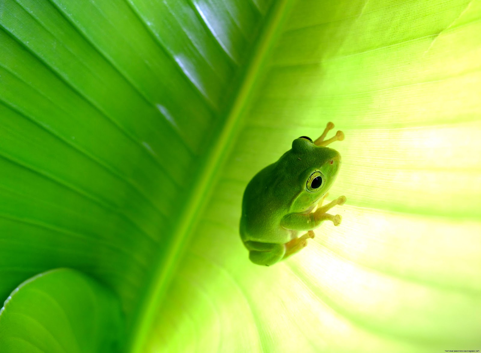 Green Tree Frog Animal