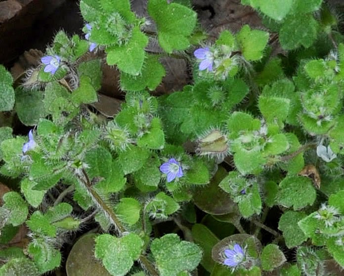 Kansas Wildflowers ThymeLeaved Speedwell