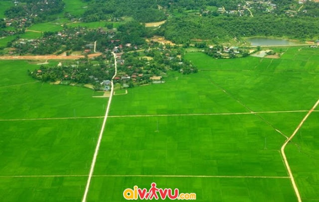 Chiêm ngưỡng cánh đồng Mường Thanh mỗi độ lúa chín Canh-dong-muong-thanh-khi-cay-lua-con-xanh