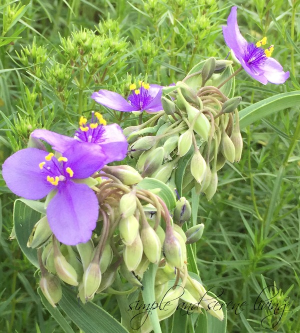 purple flowers field wild