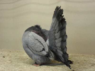 fantail pigeons