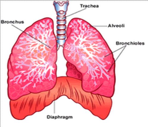Sistem Pernapasan Pada Manusia Kelas Xi Semester 2 Belajar Biologi Sma