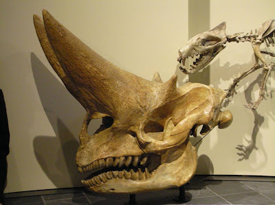 Arsinoitherium skull
