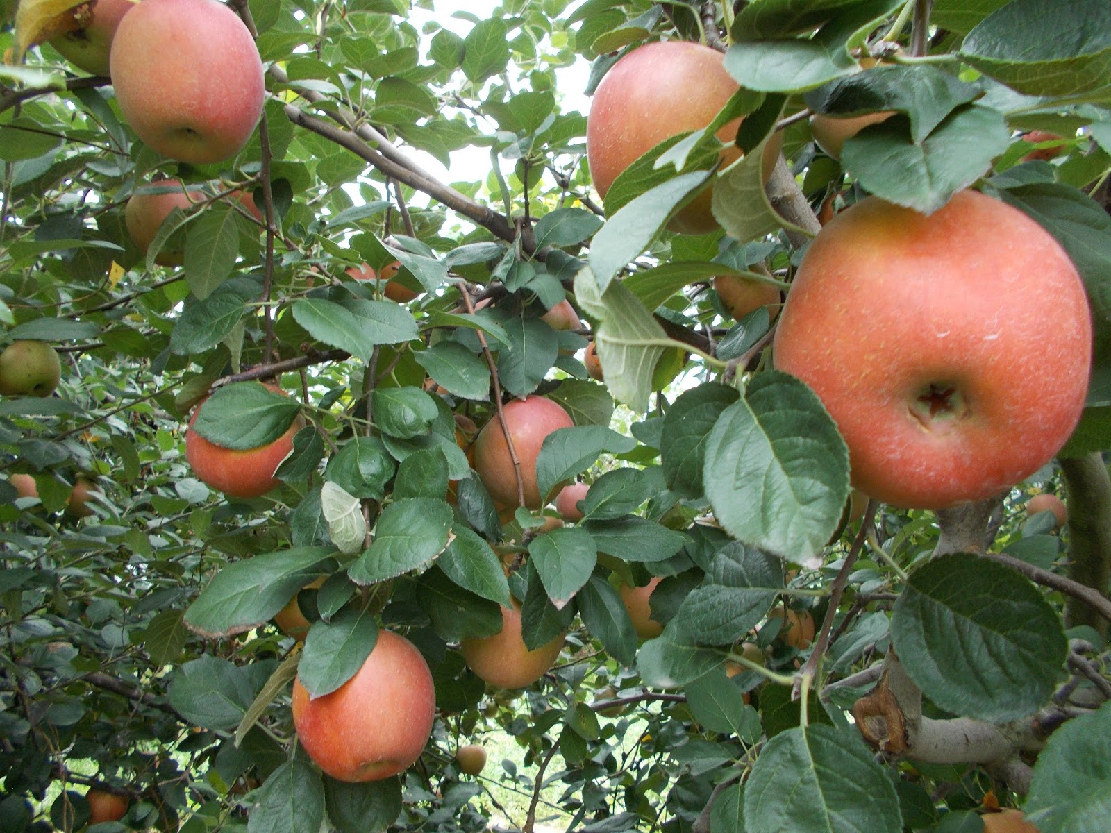 Brenda's Berries & Orchards Many PickYourOwn Apples Now