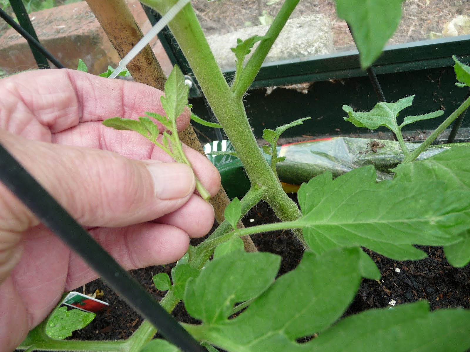 unandave Pinching out side shoots.