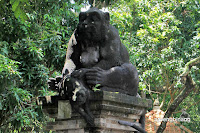 wenara wana