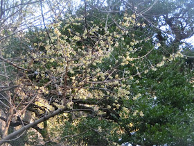 �~�o���̃��E�o�C