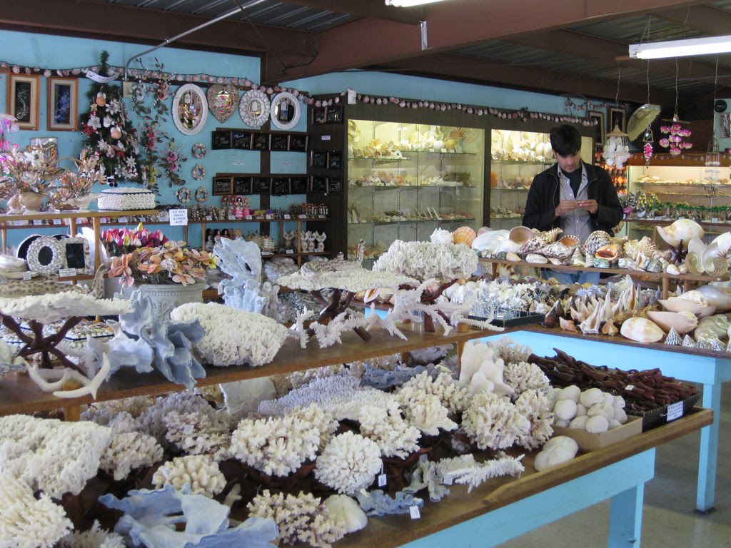 jessica pezalla the shell shop