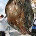Ψαράς έπιασε ένα σπάνιο θαλάσσιο ''γίγαντα'' 