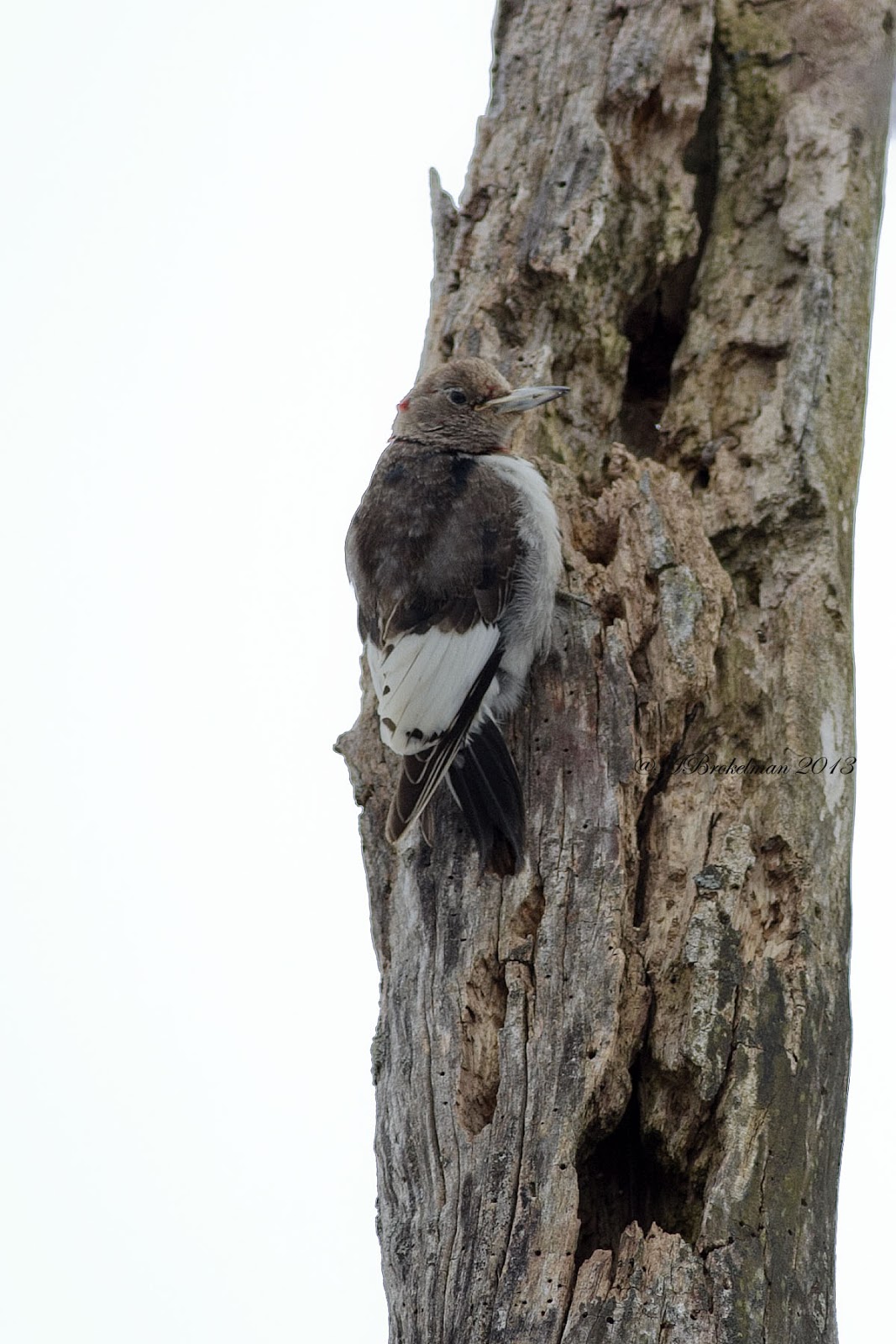 Ann Brokelman Photography: Red-headed Woodpecker - Juvenile Feb 2013