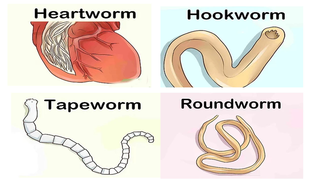 Identifying Tapeworms In Dogs
