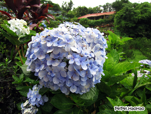 Peipei Haohao Singapore Family Travel Blog Okinawa Japan