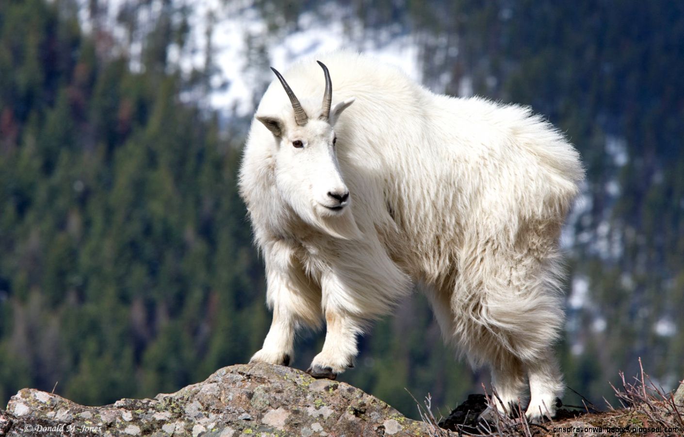 Mountain Goat