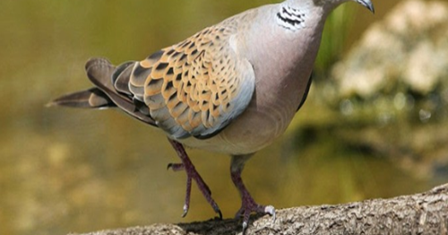 Gambar Burung Perkutut