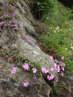 Pink, purple, and white wildflowers along the rocky roadside, on the way to the Oberalppass, Switzerland.