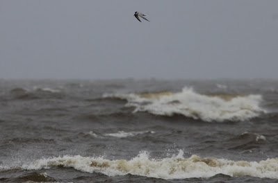 Pikkutiira, Sternula albifrons, Little Tern