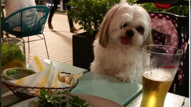 Animais de estimação vão poder entrar em Restaurantes