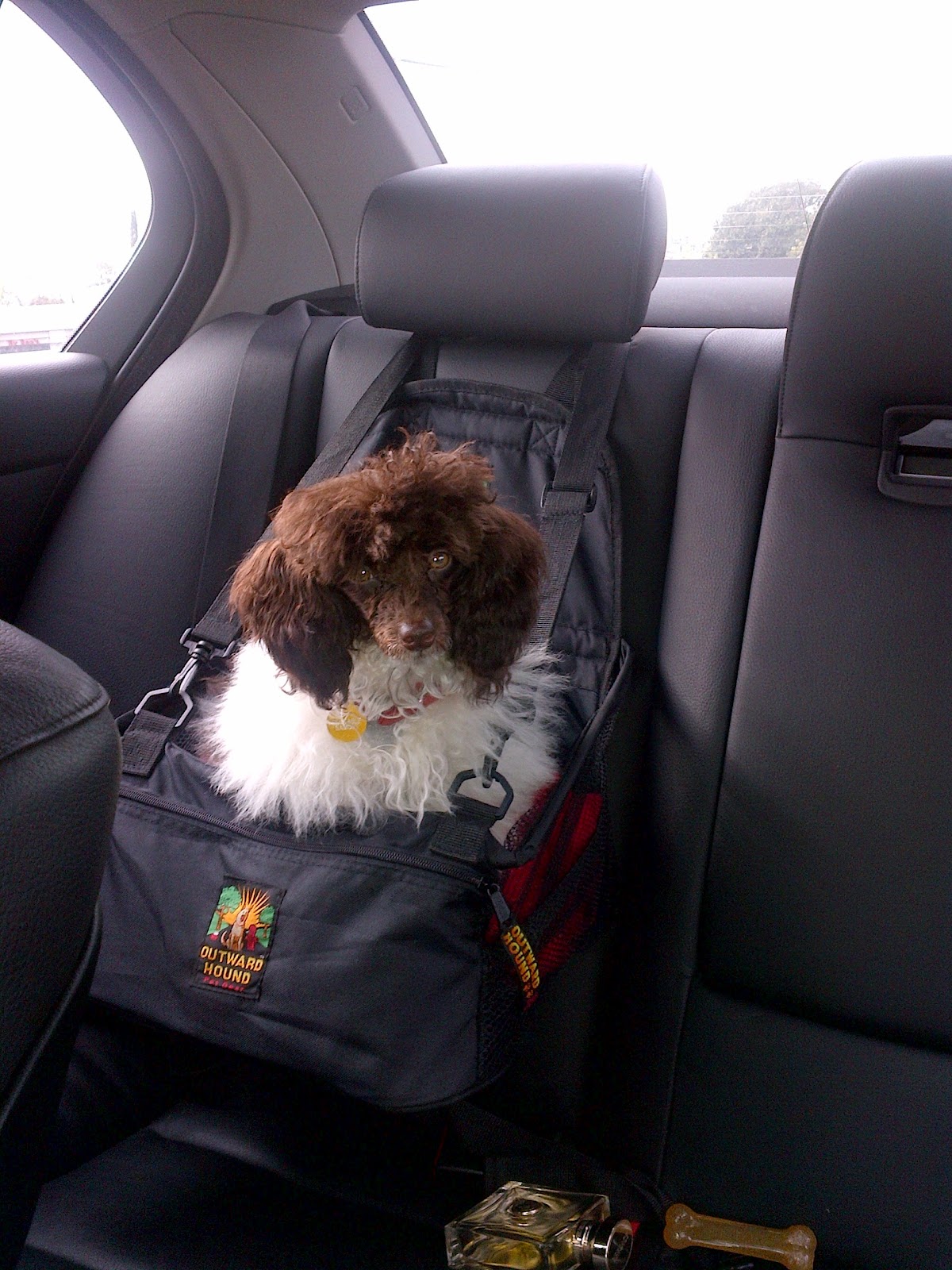 Huxtable The Poodle Toy Poodle Blog Parti Poodle June 2012