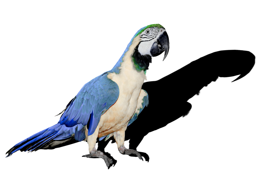 Efeito sombra na sua imagem - Pixlr