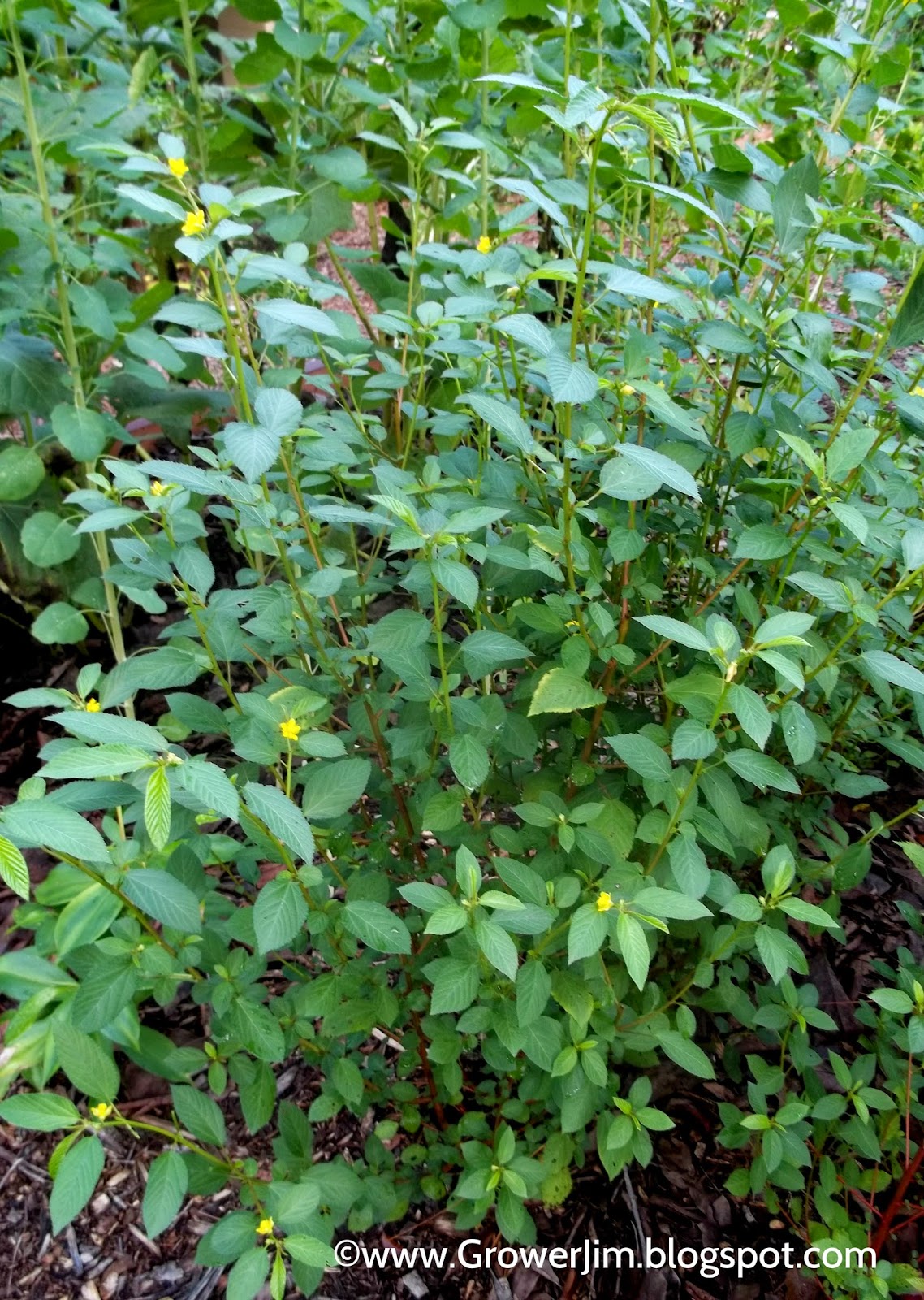 Garden Adventures Molokhia (Egyptian spinach)