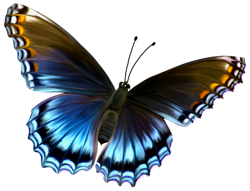 Картинки без фона. Бабочки. Бабочки на прозрачном фоне для фотошопа. Красивые бабочки на прозрачном фоне. Бабачкина прозрачном фоне.