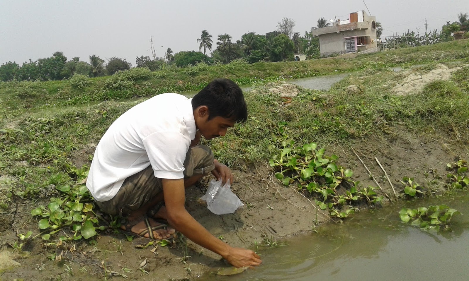 NATIVE AQUATIC A plant Collection trip in local area(southern West