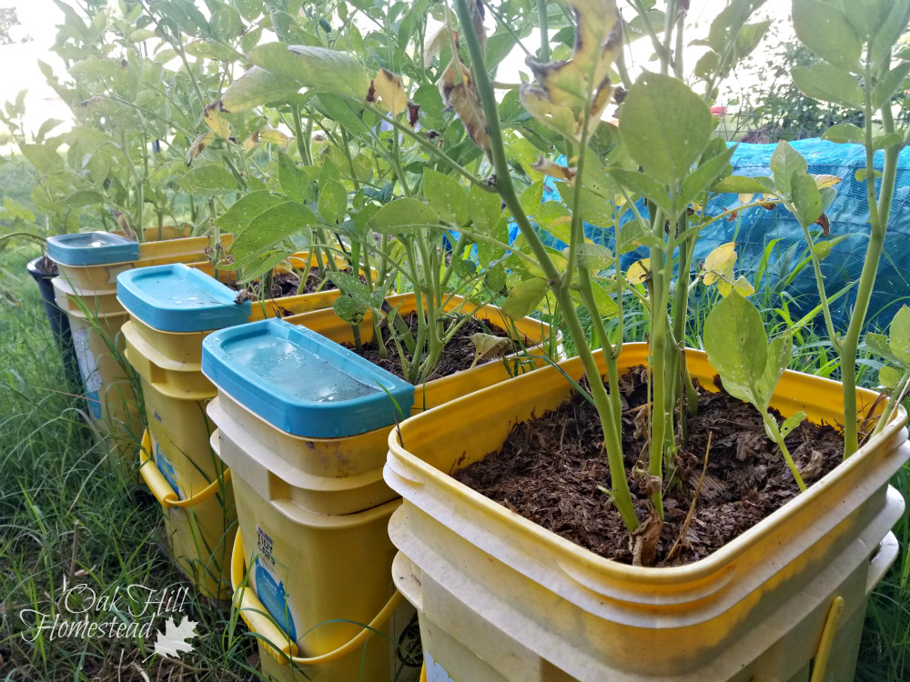 Growing Potatoes in Containers